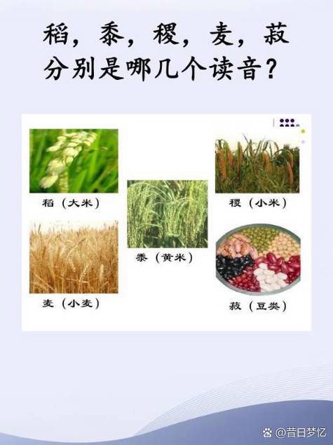 梦见大麦的深度解析与寓意,用户揭示梦境背后的神秘力量! 梦见大麦的深度解析与寓意,用户揭示梦境背后的神秘力量!