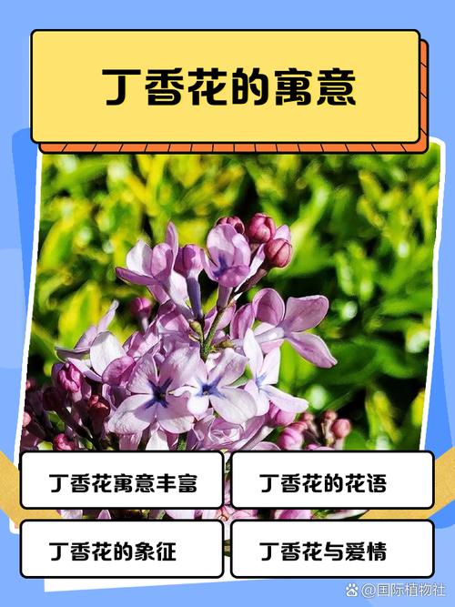 10个梦见丁香的心理暗示及专家解读