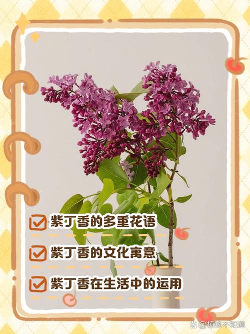 10个梦见丁香的心理暗示及专家解读