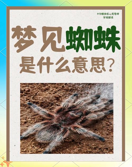 解读梦见黑蜘蛛5个隐藏含义及其带来的好运象征