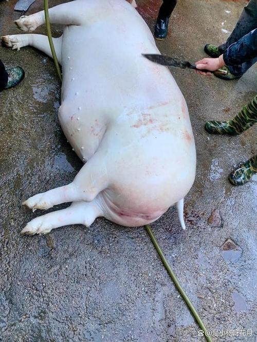 梦见杀猪意味着哪些？深度解析背后心灵暗示与预兆