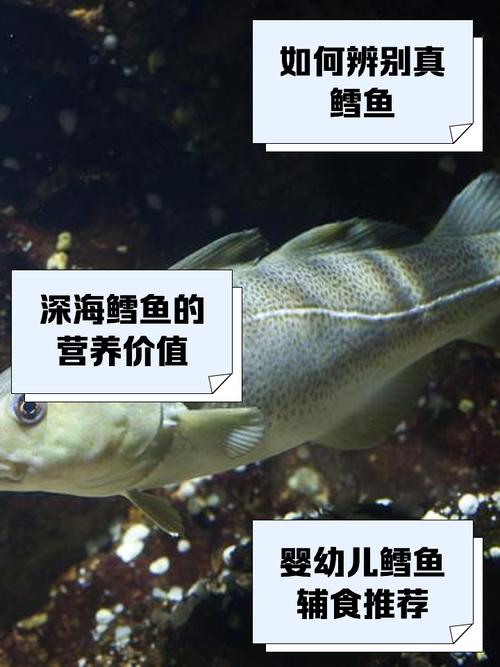 梦见鳕鱼预示着哪些心理暗示？解码你梦境背后的秘密