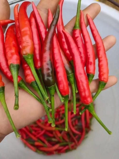 梦见摘辣椒象征意义与生活启示,你了解多少? 梦见摘辣椒象征意义与生活启示,你了解多少?