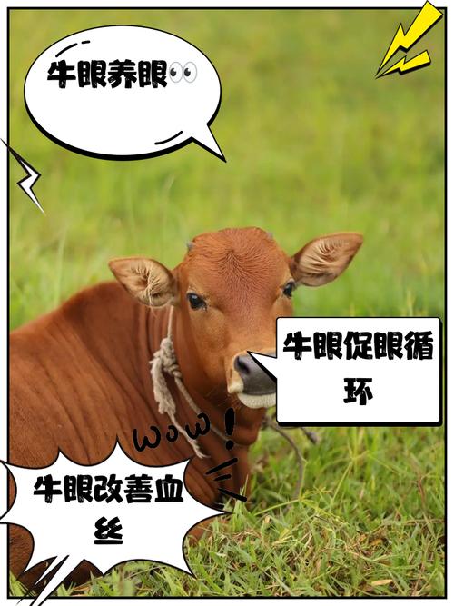 专家解析梦见牛眼5个解读关键点提升运势 专家解析梦见牛眼5个解读关键点提升运势