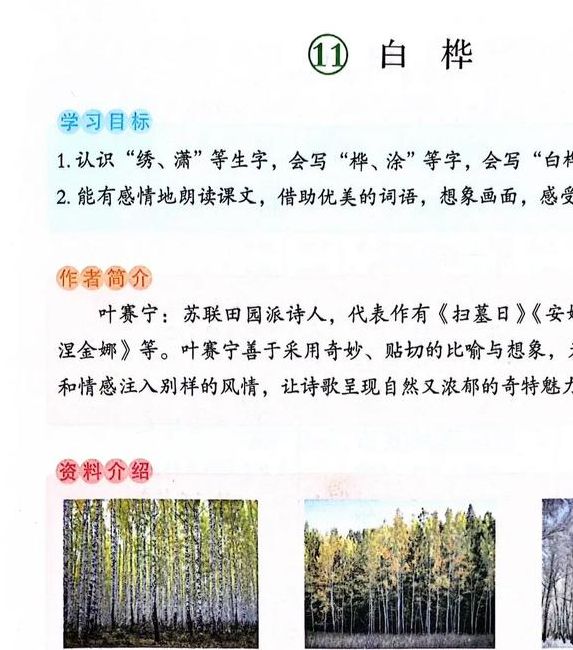 你了解梦见桦树背后的深层象征意义吗？