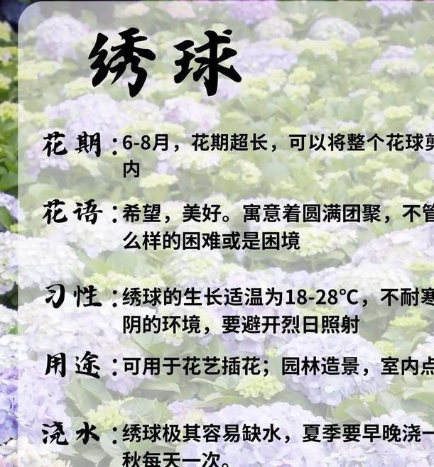 梦见绣球花心理解析与生活启示，梦境解读 vs 实际影响