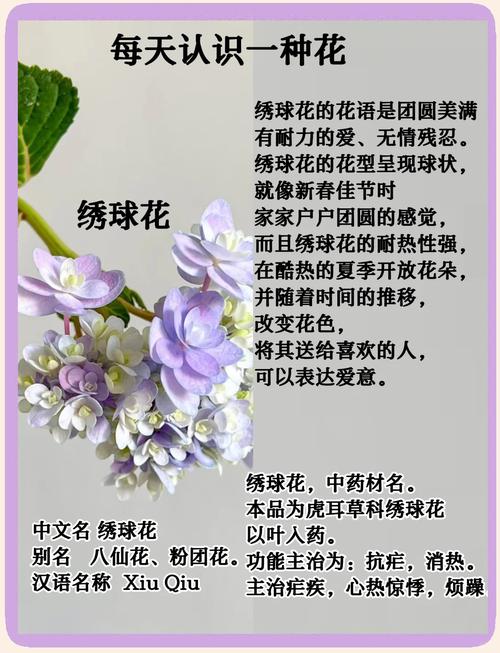 梦见绣球花心理解析与生活启示，梦境解读 vs 实际影响