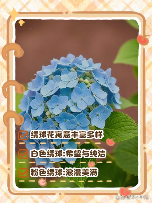 梦见绣球花心理解析与生活启示，梦境解读 vs 实际影响