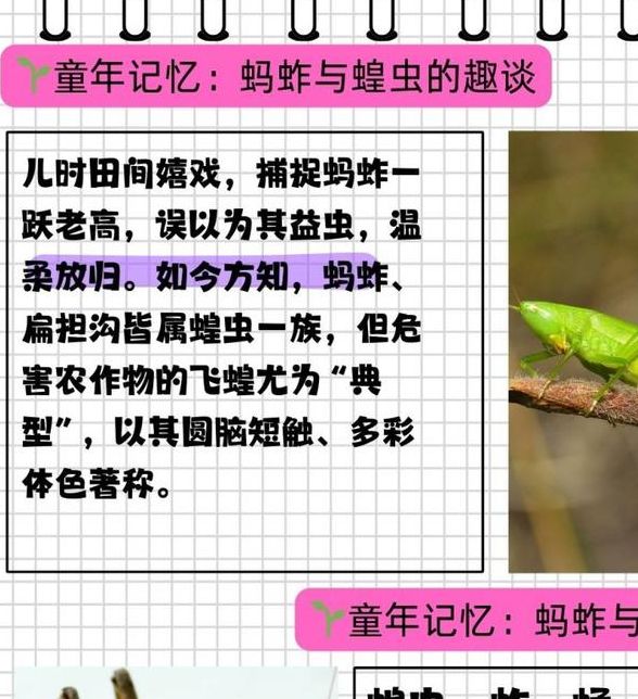 深度解析梦见蚱蜢的心理暗示及生活启示