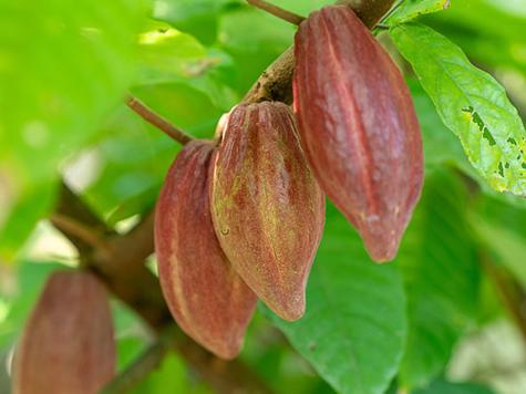 梦见可可树象征解析财富预兆 vs 心灵启示,哪个更吸引您? 梦见可可树象征解析财富预兆 vs 心灵启示,哪个更吸引您?