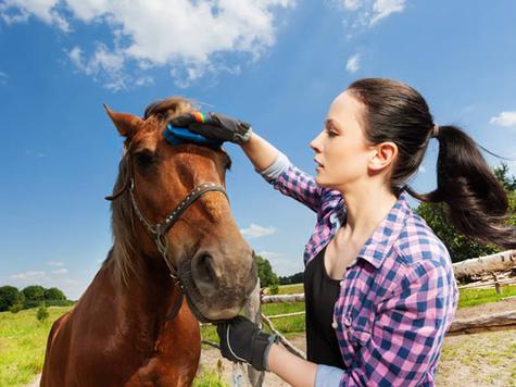 梦见给马梳毛心理解析 vs 传统解梦，哪个更贴合实际？