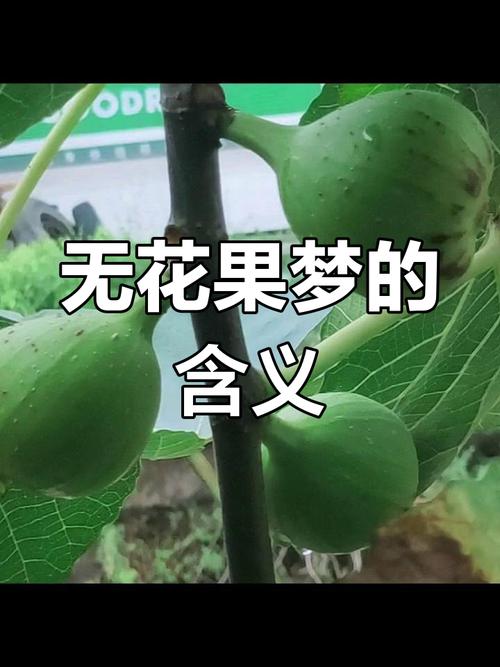 梦见无花果揭示哪些秘密预兆？解读你可能忽略的细节