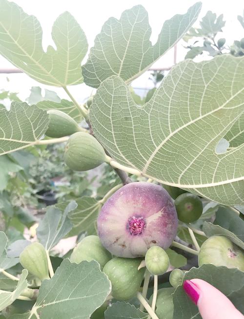 梦见无花果揭示哪些秘密预兆？解读你可能忽略的细节