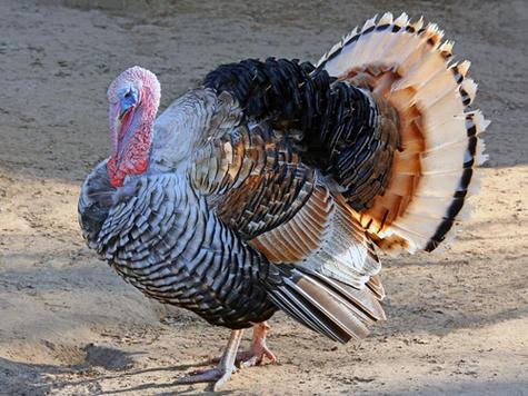 梦见火鸡的5个象征意义，解读心理与现实关联