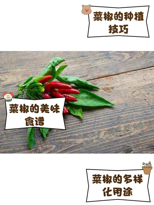 梦见菜椒预示着哪些？如何解读梦境的深层含义？