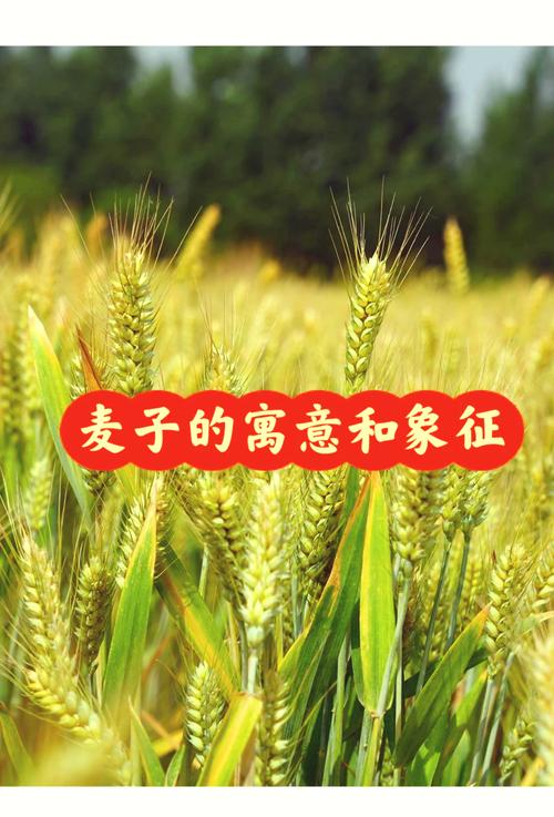 梦见稻麦的象征揭示其意义与解析方法