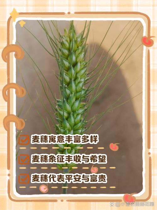 梦见稻麦的象征揭示其意义与解析方法