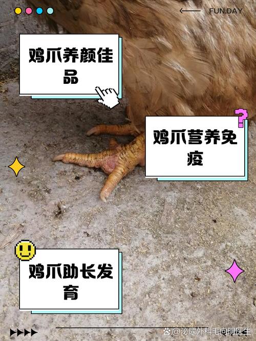 梦见吃鸡爪解析寓意与睡眠质量的高效解决方案