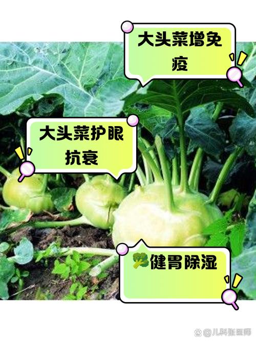 梦境解析梦见大头菜的5个心理暗示与影响
