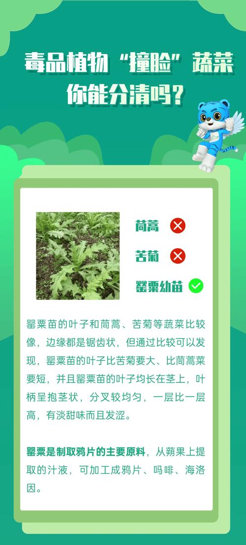 梦境解析梦见大头菜的5个心理暗示与影响