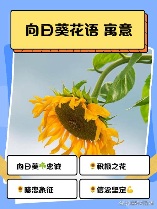 梦见向日葵开花背后隐藏的寓意?揭示心理暗示与祝福玄机 梦见向日葵开花背后隐藏的寓意?揭示心理暗示与祝福玄机