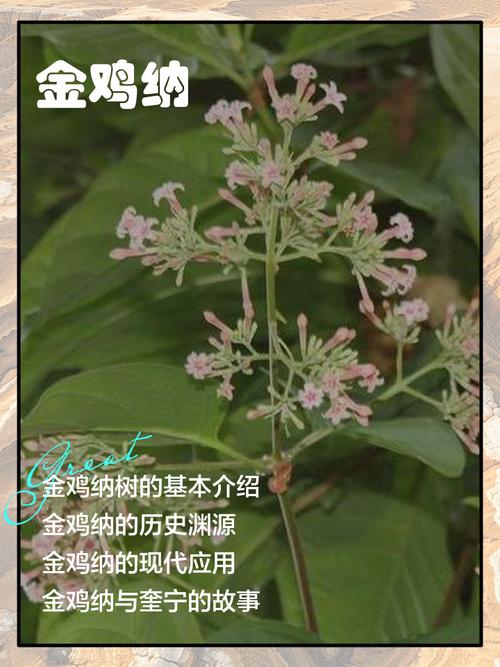 梦见金鸡纳霜为何此梦揭示高效解决方案的奥秘? 梦见金鸡纳霜为何此梦揭示高效解决方案的奥秘?