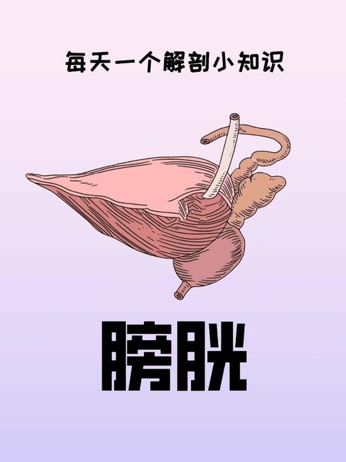 详解梦见膀胱的5个含义心理专家不容忽视的解析