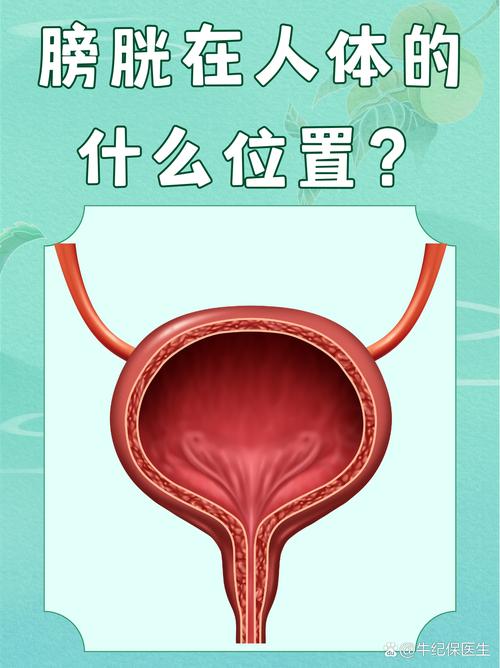 详解梦见膀胱的5个含义心理专家不容忽视的解析