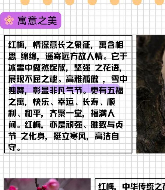 梦见梅花预示哪些？揭示背后深意与心理暗示