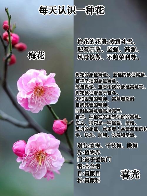 梦见梅花预示哪些？揭示背后深意与心理暗示