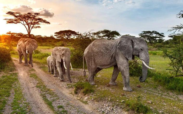 解密梦见非洲3个鲜为人知的心理解读与专家建议