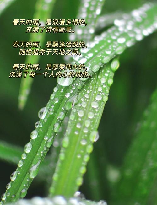 梦见春天细雨意味着哪些？解密雨中春景的心理暗示