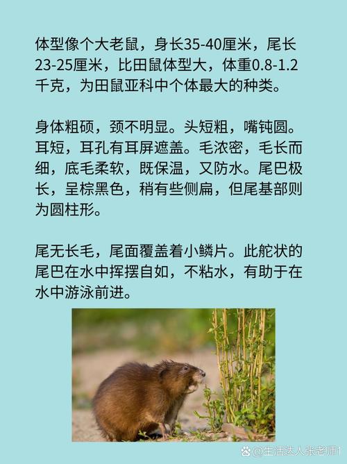 梦见麝香鼠预示哪些？解密其背后的深层意义