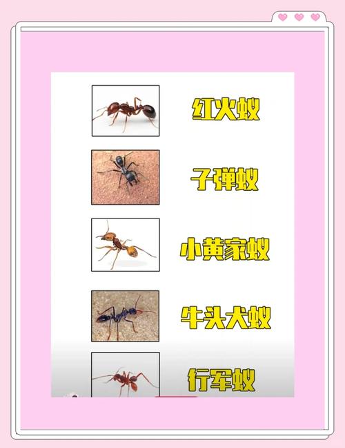 梦见蚂蚁叼东西象征哪些？探究其背后心理含义