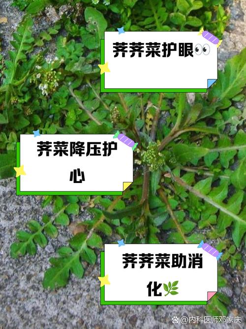 梦见荠菜是哪些预兆？专家详解3大健康暗示