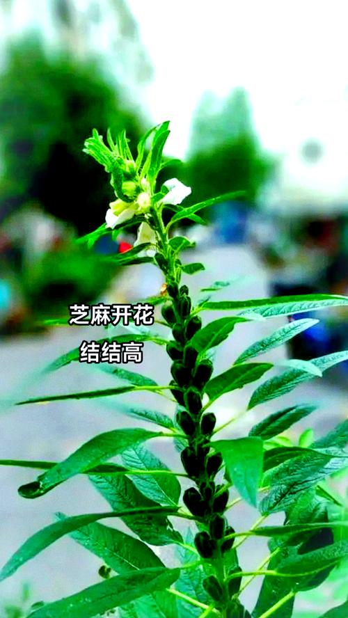 揭秘梦见芝麻的寓意探索心理暗示与生活启示