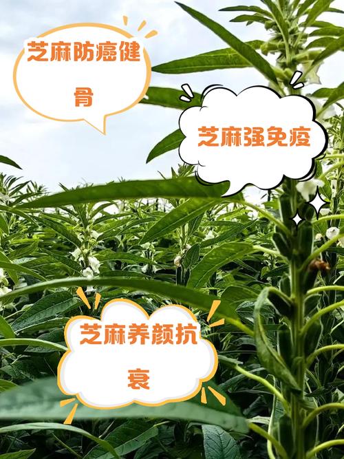 揭秘梦见芝麻的寓意探索心理暗示与生活启示