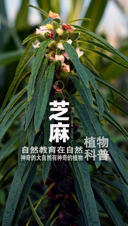 揭秘梦见芝麻的寓意探索心理暗示与生活启示