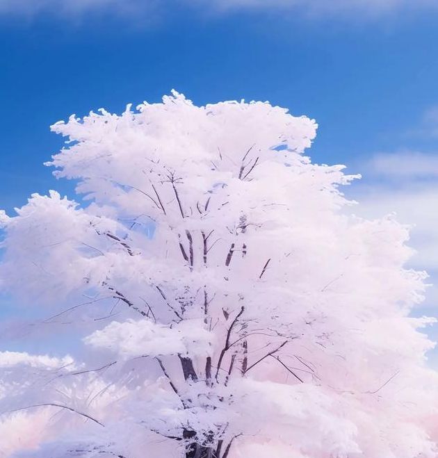 梦见雪松有哪些预兆？揭示梦境背后的心理暗示！