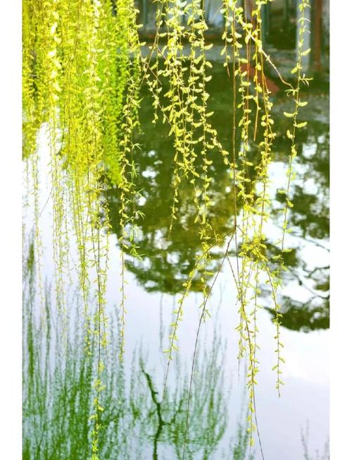 梦见水边垂柳预示着哪些？解读背后的隐秘信号！