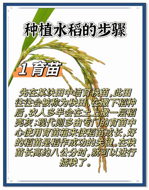 梦见水稻象征哪些？揭示其潜在寓意与实际影响