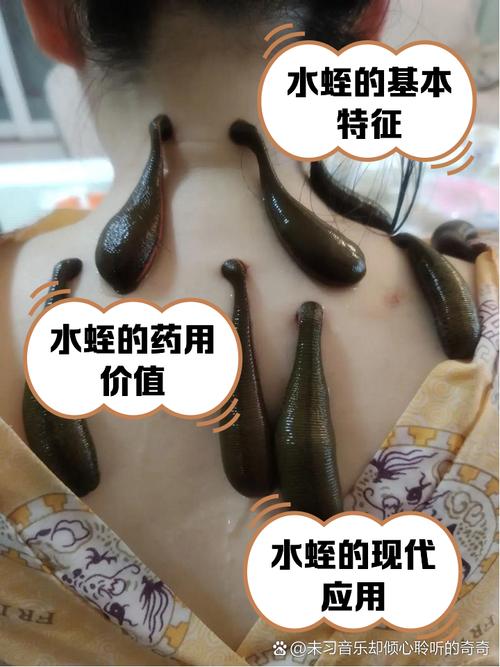 揭秘梦见水蛭寓意5个心理学专家不容错过的深度解析 揭秘梦见水蛭寓意5个心理学专家不容错过的深度解析