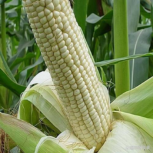 梦见收玉米的心理解析独特长尾关键词高价值指南