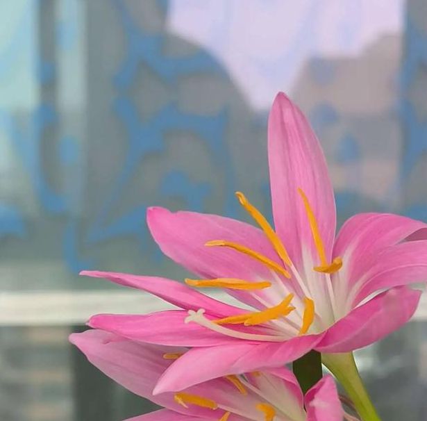 梦见花蕾预示哪些?解读梦境心理暗示及象征意义 梦见花蕾预示哪些?解读梦境心理暗示及象征意义