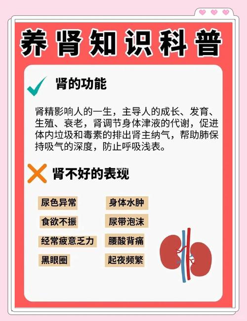 梦见肾脏预示哪些健康信号？解读梦境背后的身体暗示