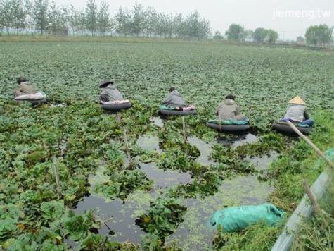 梦见菱角象征哪些意义？心灵解读提升内在觉察！