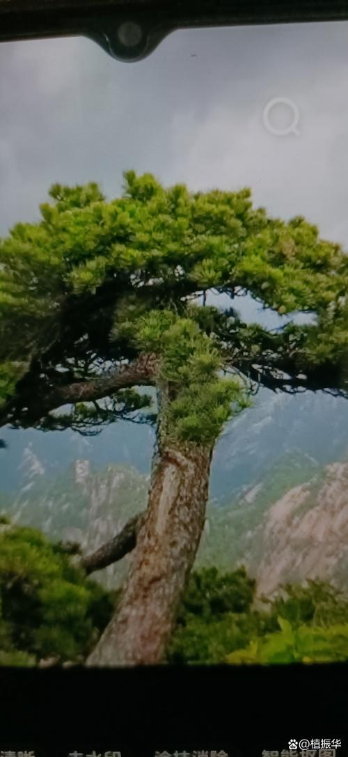 梦见松木灯的深远象征意义，读者开启心灵之光的触动体验！