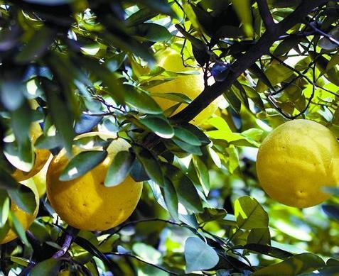 梦见柚子树意味着哪些？揭秘梦境背后的神秘预示