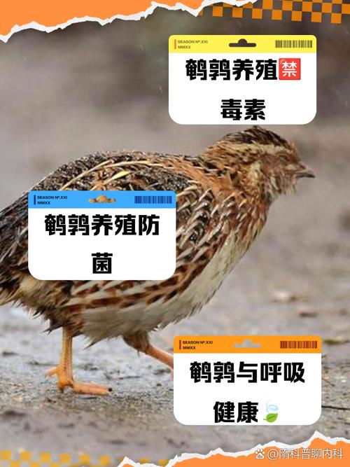 梦见鹌鹑的象征意义心理解析与生活启示