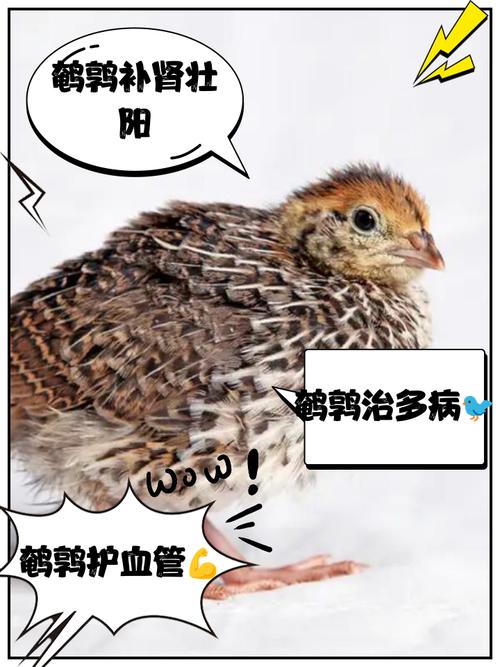 梦见鹌鹑的象征意义心理解析与生活启示